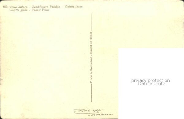 Blumen Zweiblütiges Veilchen Viola biflora – Bild 2
