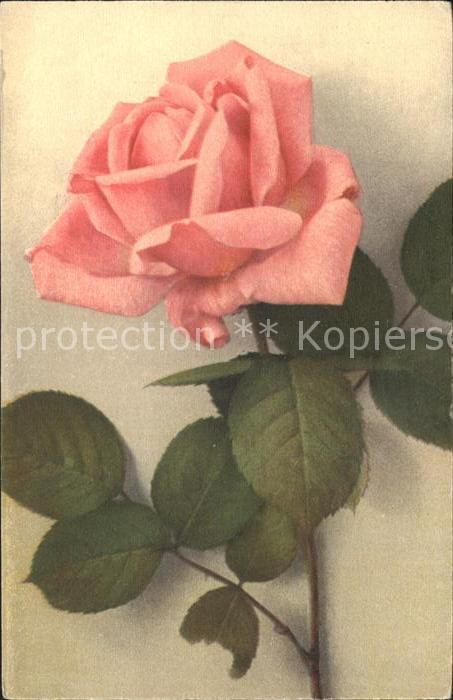Rosen
