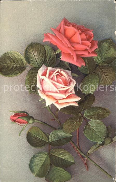 Rosen