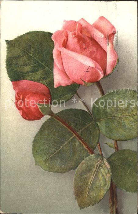 Rosen