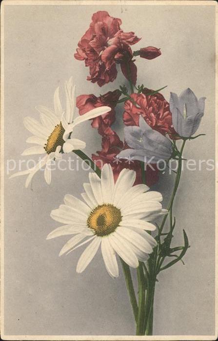 Blumen Margeriten Glockenblumen