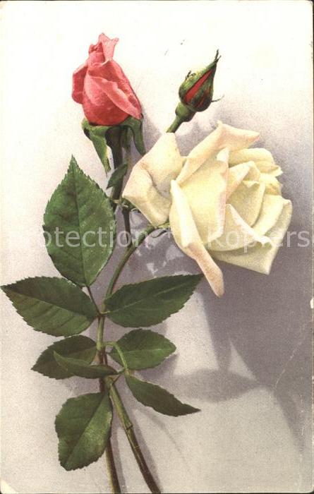 Rosen