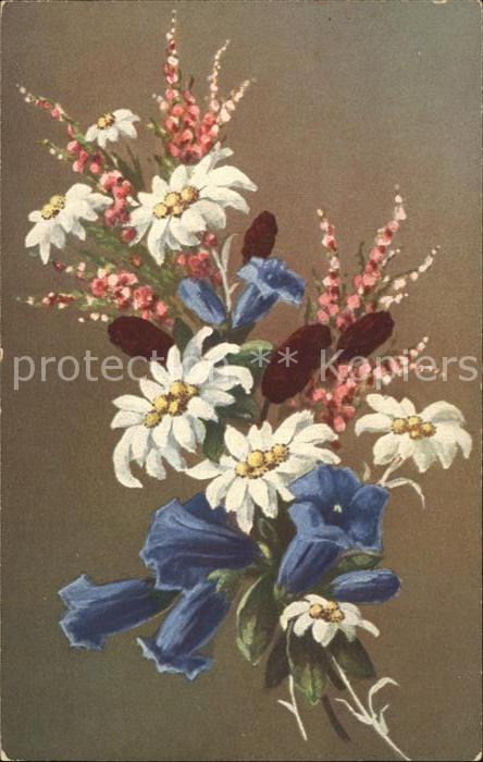 Edelweiss Enzian Schwarze Kohlröschen
