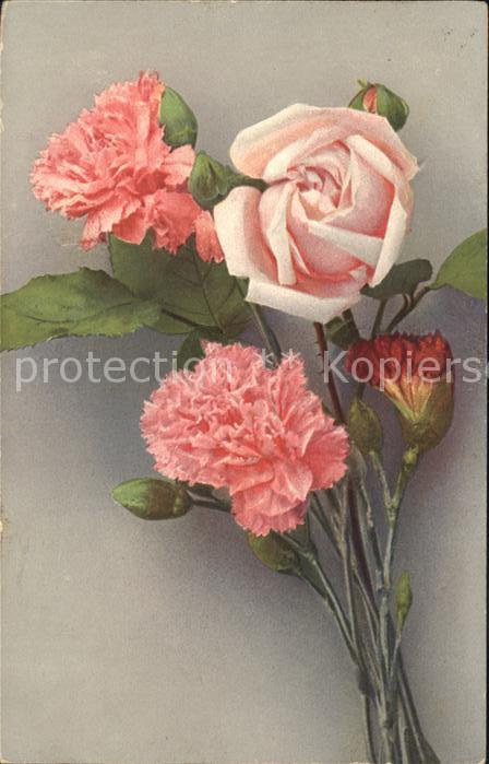 Rosen Nelken