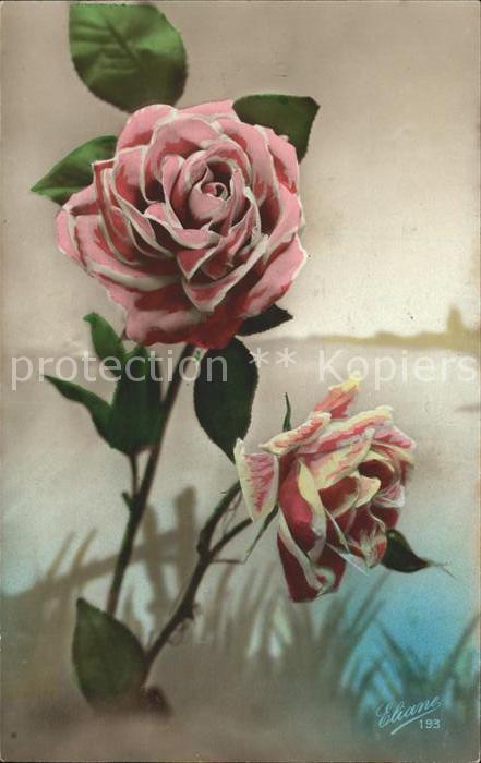 Verlag Eliane Nr. 193 Rosen