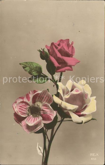 Verlag REX Nr. 855 Rosen