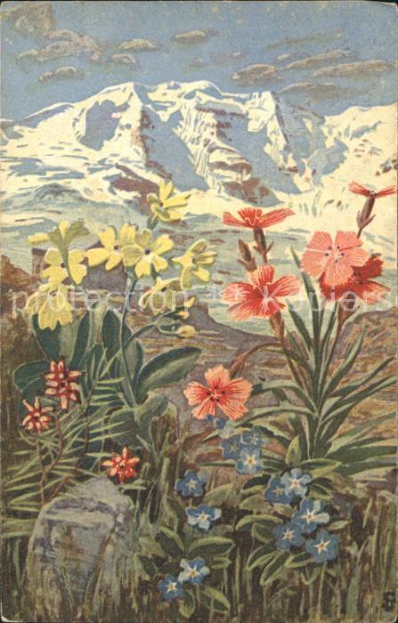 Blumen Alpenaurikel Waldnelke Berge