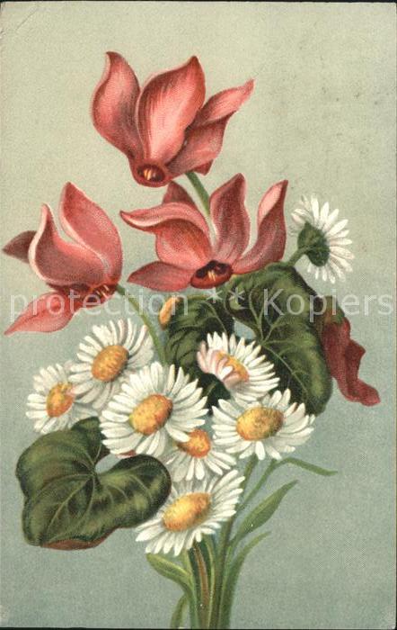 Blumen Alpenveilchen Margeriten