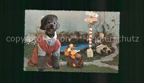 Hunde vermenschlicht Koffer Blumen Wegweiser
