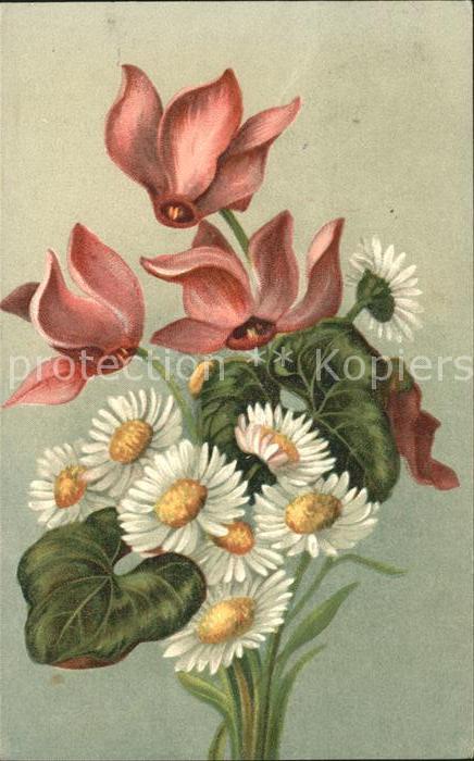 Blumen Alpenveilchen Gänseblümchen Neujahr