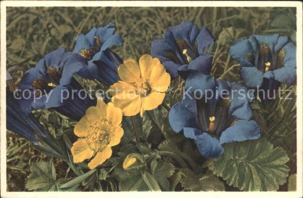 Blumen Kochscher Enzian Bergnelkwurz