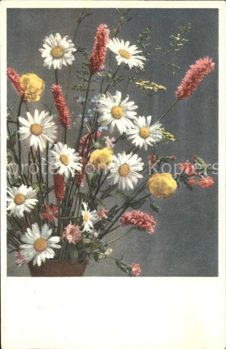 Blumen Wiesenblumen Gänseblümchen Trollblumen