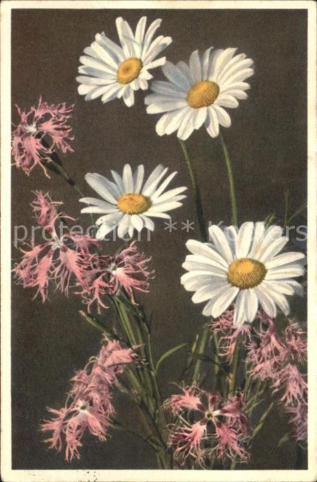 Blumen Federnelke Margerite