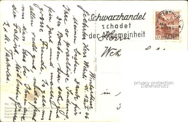 Blumen Federnelke Margerite – Bild 2