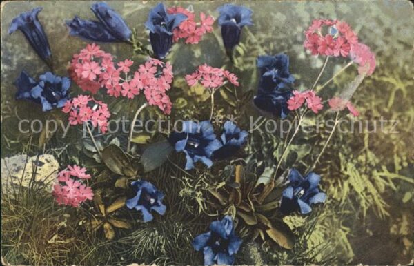 Blumen Enzian Mehlprimel