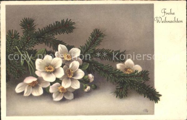 Weihnachten Christrose Schneerose