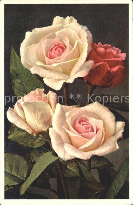 Rosen