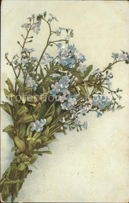 Blumen Vergissmeinnicht