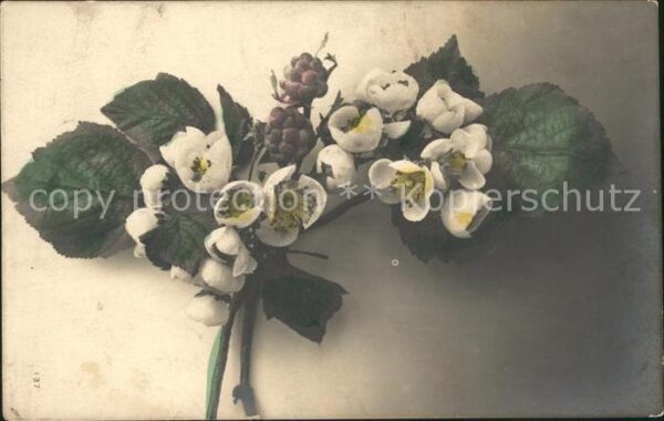 Blumen Foto-Fotocelere-Nr. 137