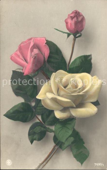 Foto NPG Nr. 7635/1 Rosen