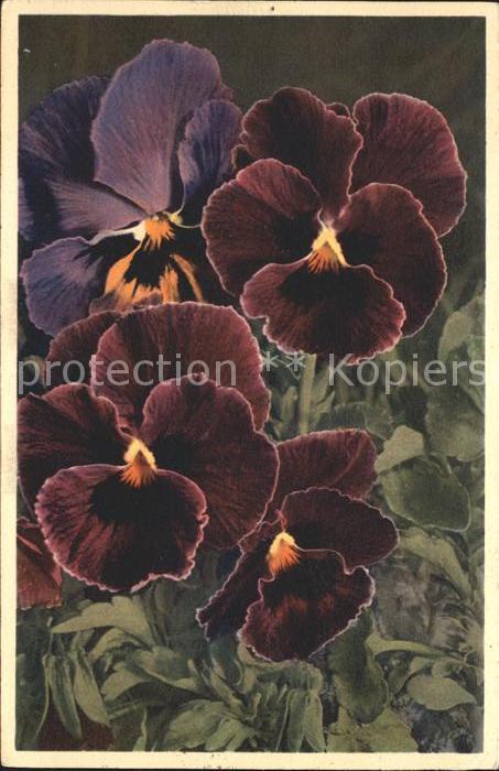 Blumen Stiefmütterchen Viola tricolor