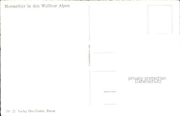 Murmeltier Walliser Alpen – Bild 2