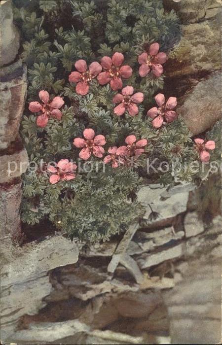 Blumen Potentilla nitida Dolomiten-Fingerkraut