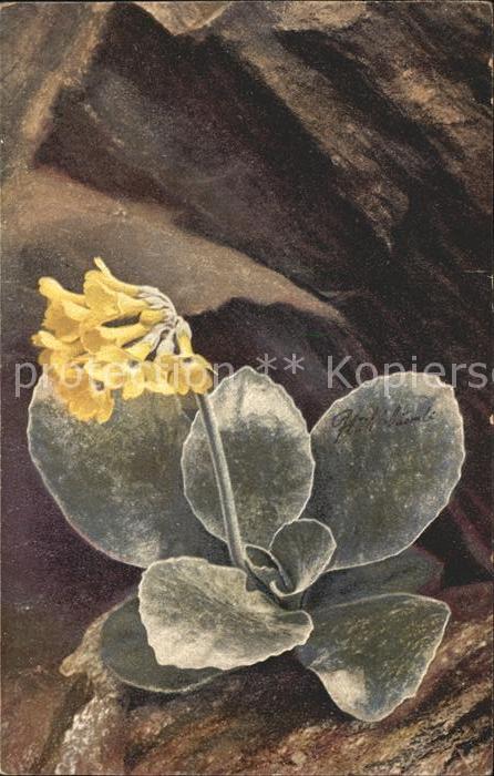 Blumen Primula auricula Alpenaurikel