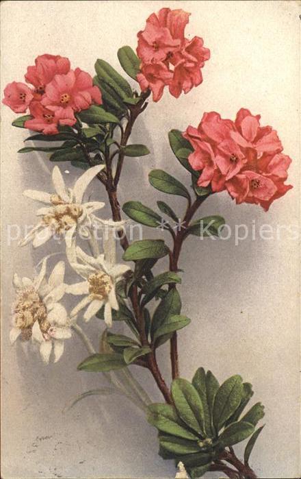 Edelweiss Alpenrosen