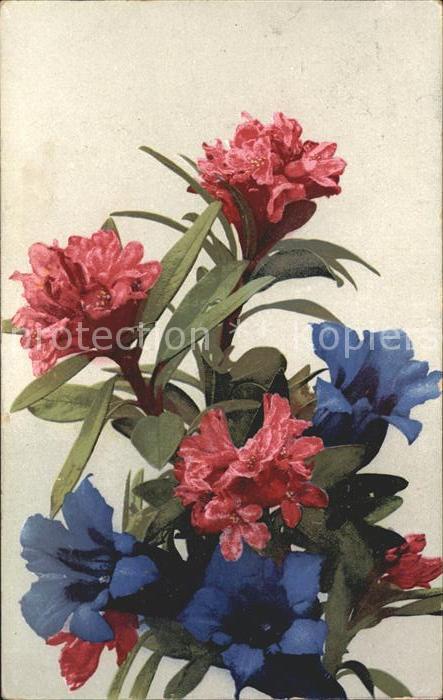 Blumen Alpenrosen Enzian