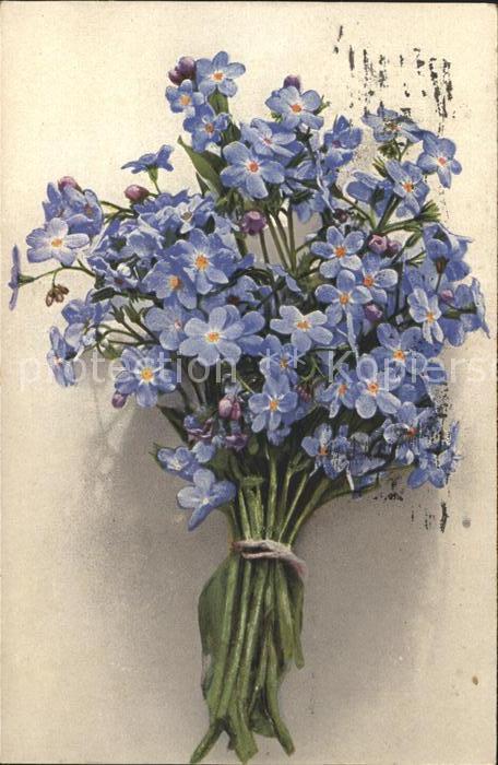 Blumen Vergissmeinnicht