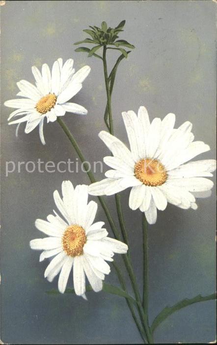 Blumen Margeriten Stempel Kaserne Herisau