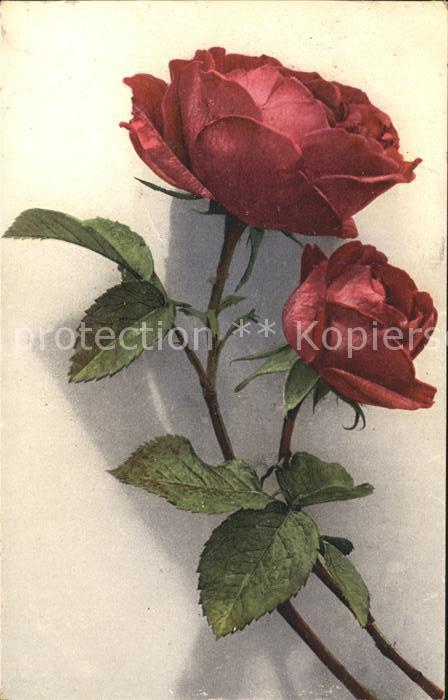 Rosen