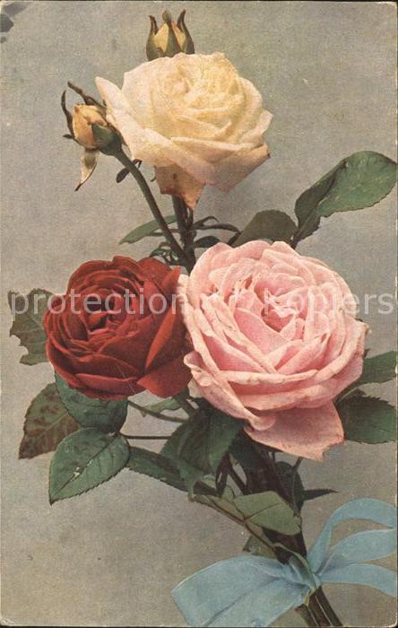 Rosen Remontant-Rose Horace Vernet Capitain C
