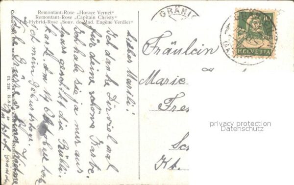 Rosen Remontant-Rose Horace Vernet Capitain C – Bild 2