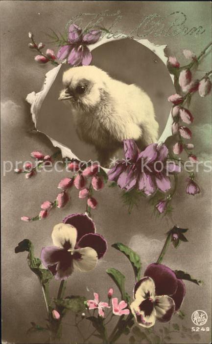 Ostern Easter Paques Küken Stiefmütterchen Weidenkätzchen