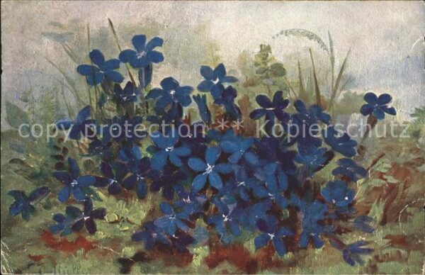 Blumen Künstlerkarte C. Müller Chocolat Caille