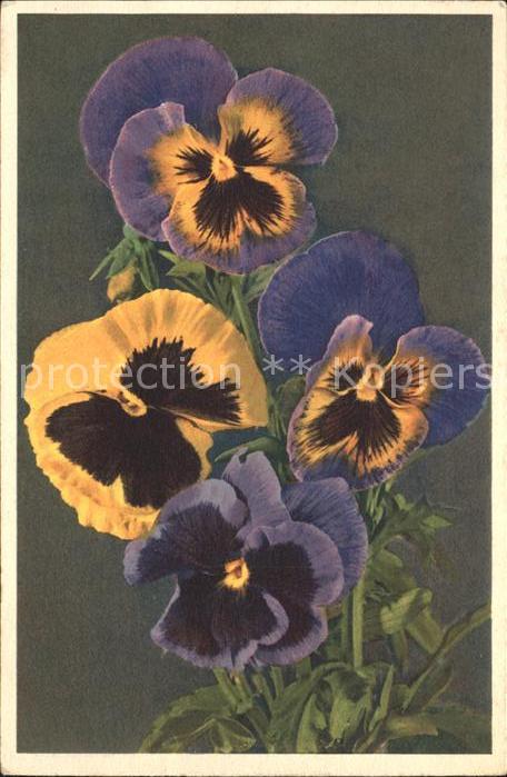 Blumen Stiefmütterchen Viola tricolor