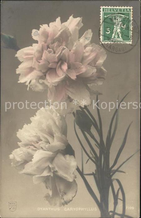 Blumen Landnelke Dianthus caryophyllus