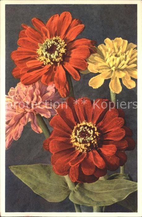 Blumen Zinnie Zinnia elegans
