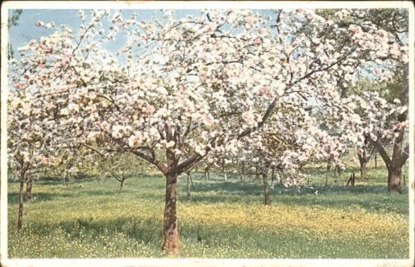Kuenstlerkarte P. Hommel Frühlingspracht Baum