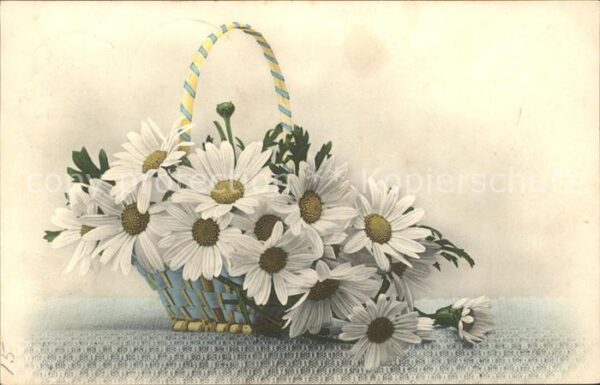 Blumen Margeriten Korb