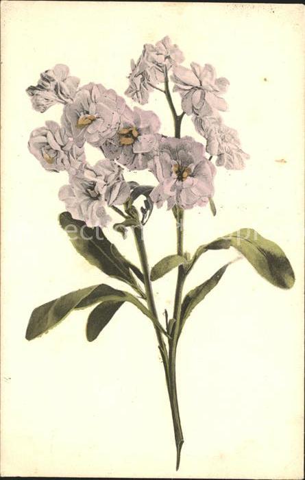 Blumen