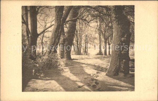 Baeume Trees Park im Winter Foto-A-Gurtner Nr. 4