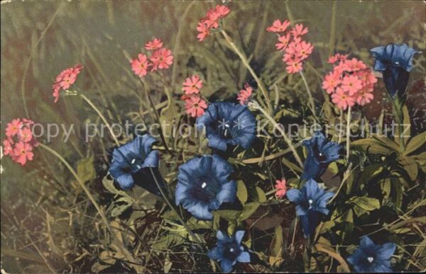 Verlag Photochromie Nr. 768 Serie 505 Enzian Mehlprimel
