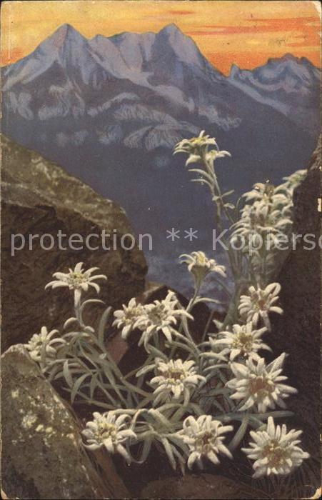 Edelweiss Verlag-Photochromie-Nr. 758 Serie 506