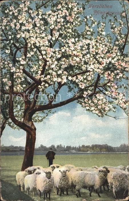 Pfingsten Pentecost Pentecote Schafe Hirte Baum