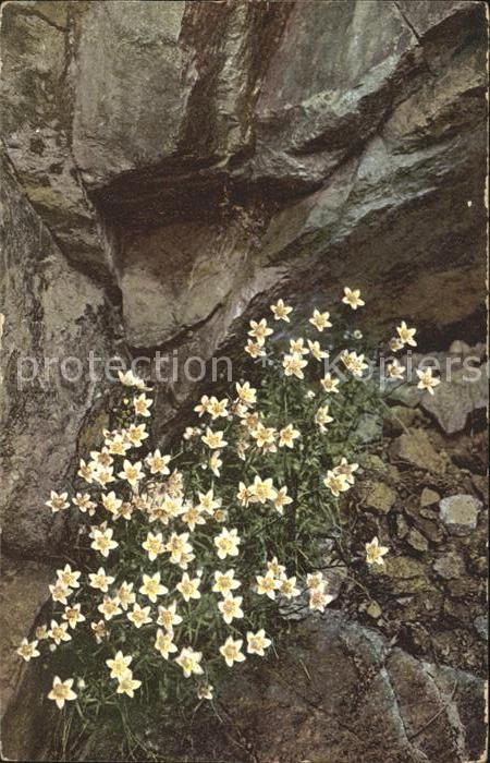 Blumen 
Saxifraga bryoides Moos-Steinbrech