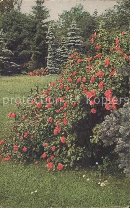 Blumen