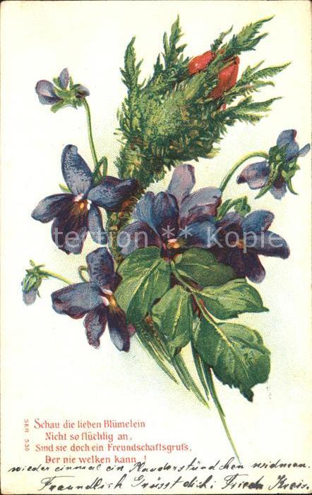 Blumen Veilchen Gedicht Litho
